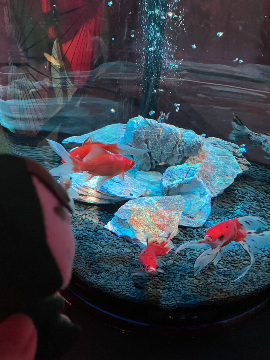 ぽちゃネコ🐱🍽 tweet media