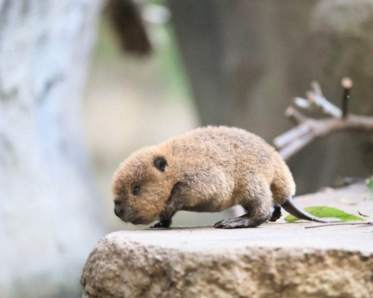 とことこ歩く赤ちゃんビーバー🦫🐾

📷2025
＃神戸どうぶつ王国　＃アメリカビーバー
