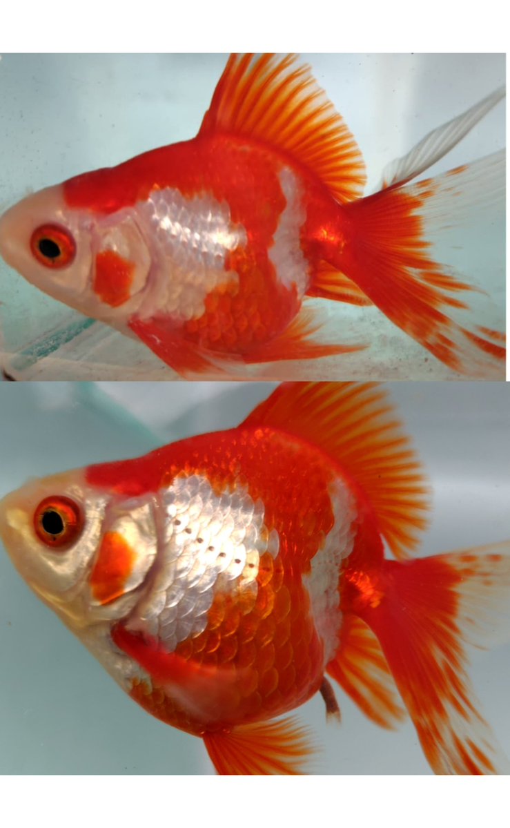 yTJzhDqiCa21699's tweet image. #goldfish #金魚のいる暮らし #金魚 #aquarium 
鈴木養魚場さんの琉金　40日の成長