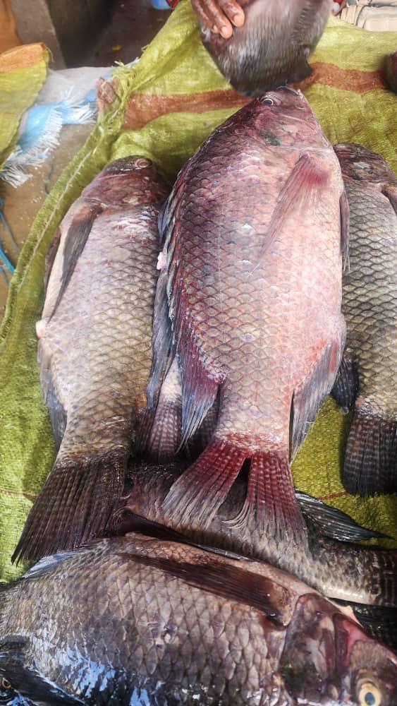 Lubasha Jr tweet media