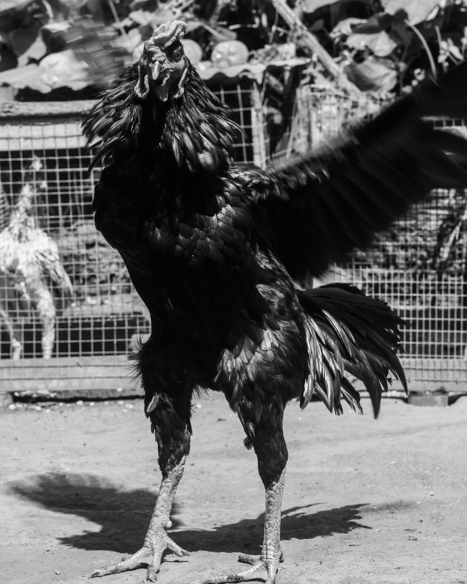 lebretonf22's tweet photo. Jeune coq noir 🐓🇷🇪📷
#beauty #beautiful #photo #photographer #photography #photooftheday #coq #poule #hen #coqdecombat #coqdecombat974 #chicken #aseel #galos #gallosdecombate #gamefowl #gamecocks #sabong #rooster #roosterofinstagram #fyp #foryou #foryoupage #pourtoi #canon https://t.co/oDyHoIW0yq