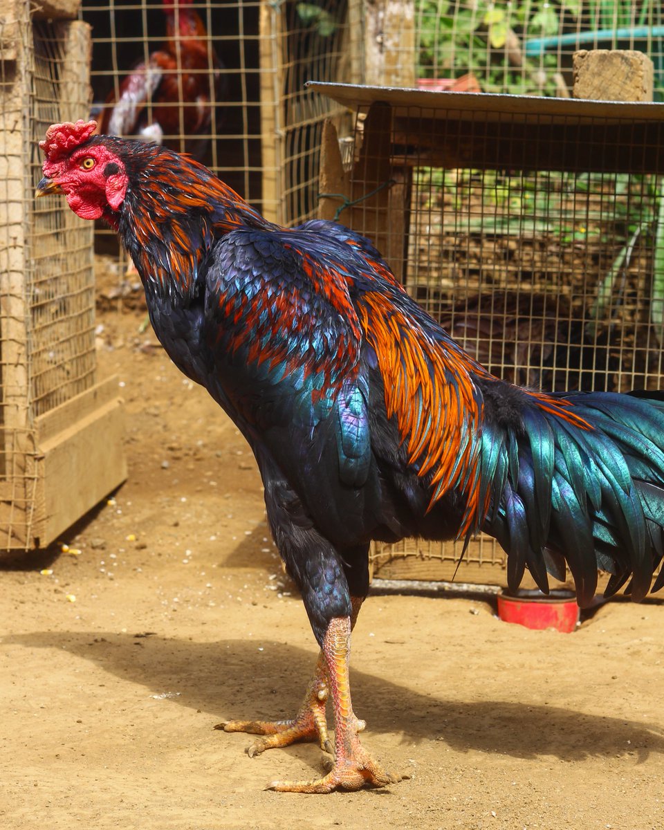 lebretonf22's tweet photo. Jeune coq noir 🐓🇷🇪📷
#beauty #beautiful #photo #photographer #photography #photooftheday #coq #poule #hen #coqdecombat #coqdecombat974 #chicken #aseel #galos #gallosdecombate #gamefowl #gamecocks #sabong #rooster #roosterofinstagram #fyp #foryou #foryoupage #pourtoi #canon https://t.co/oDyHoIW0yq