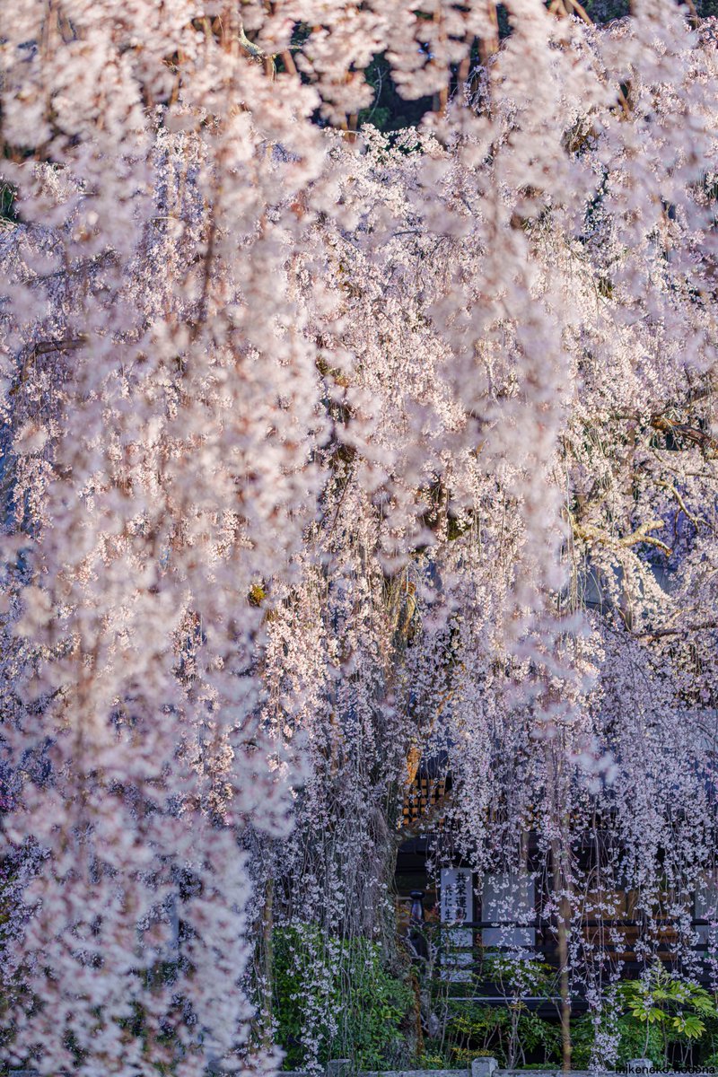 三毛猫nodopa_R tweet media