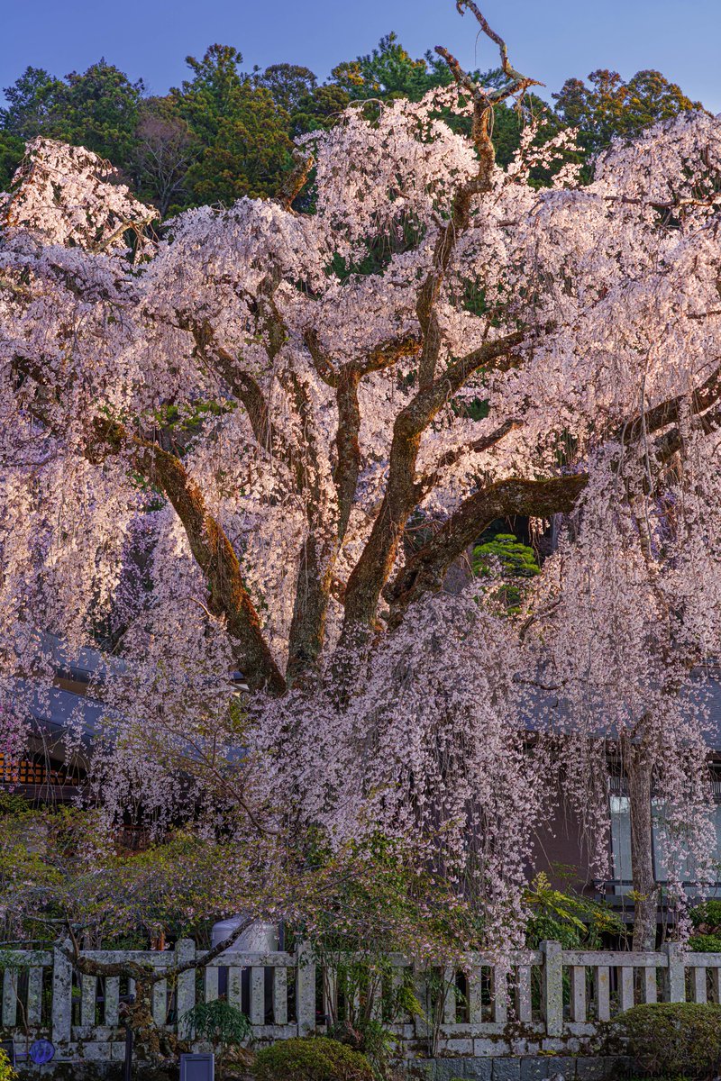 三毛猫nodopa_R tweet media