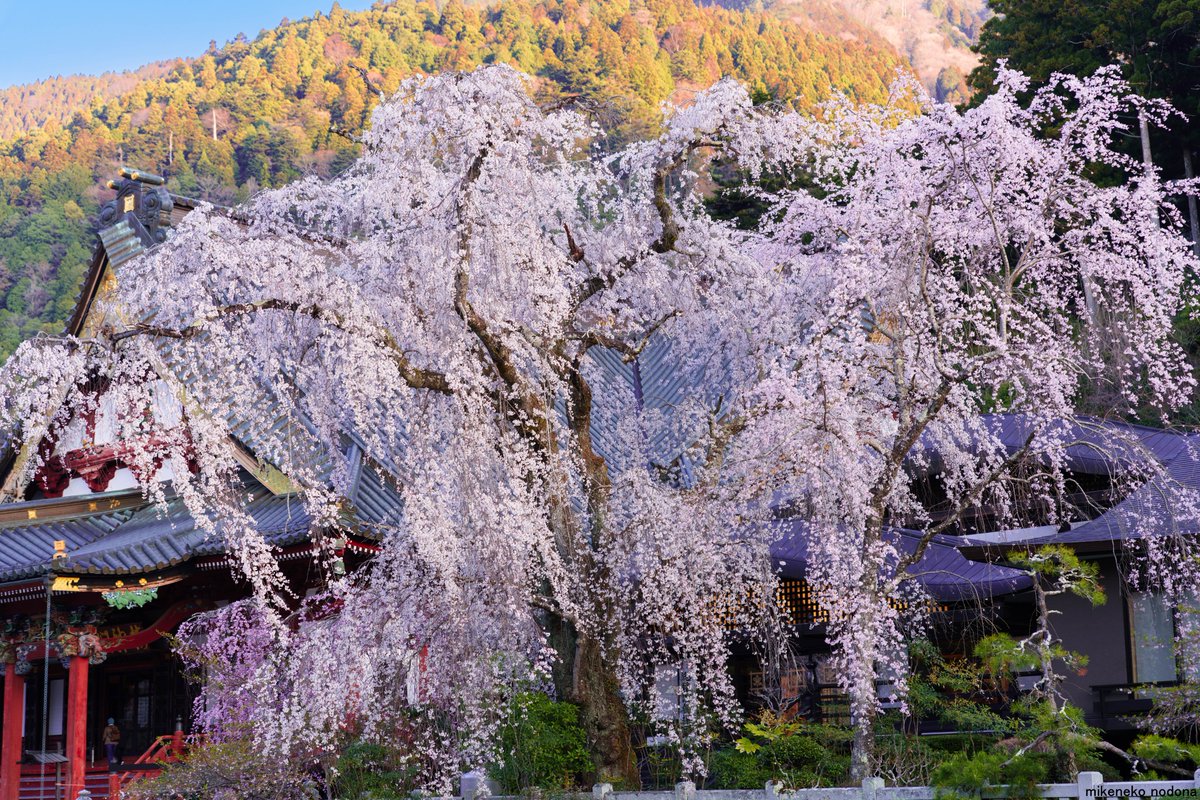 三毛猫nodopa_R tweet media