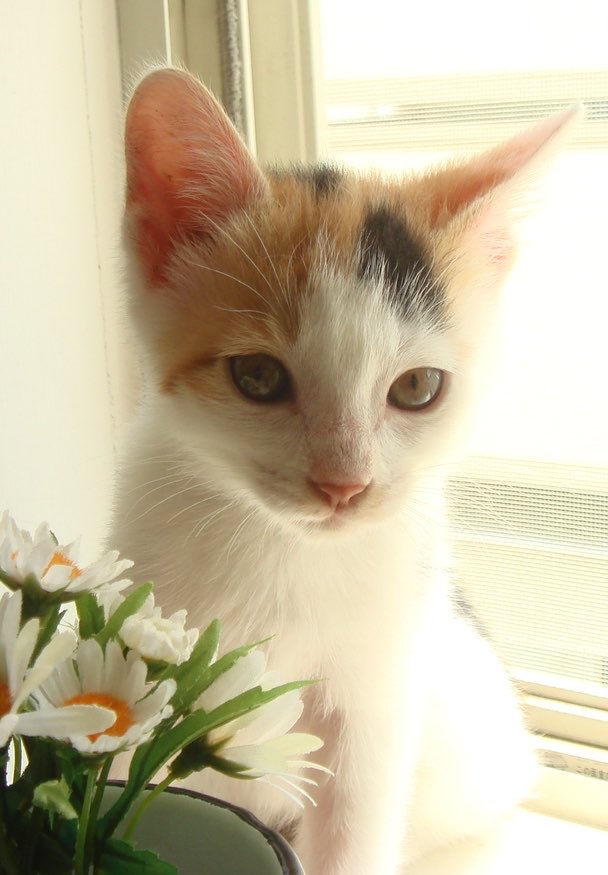 マメ Ｋ　病障害猫預かりボランティア tweet media