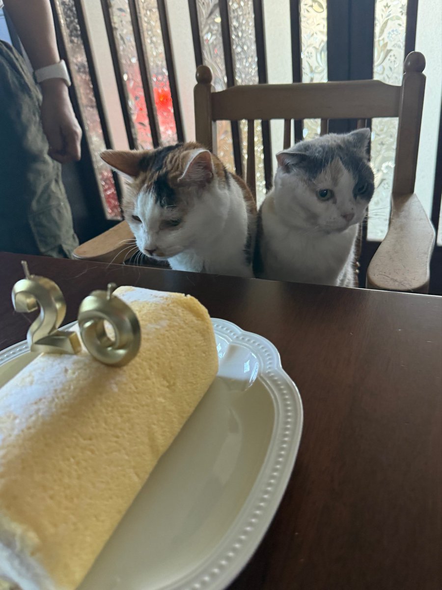 マメ Ｋ　病障害猫預かりボランティア tweet media