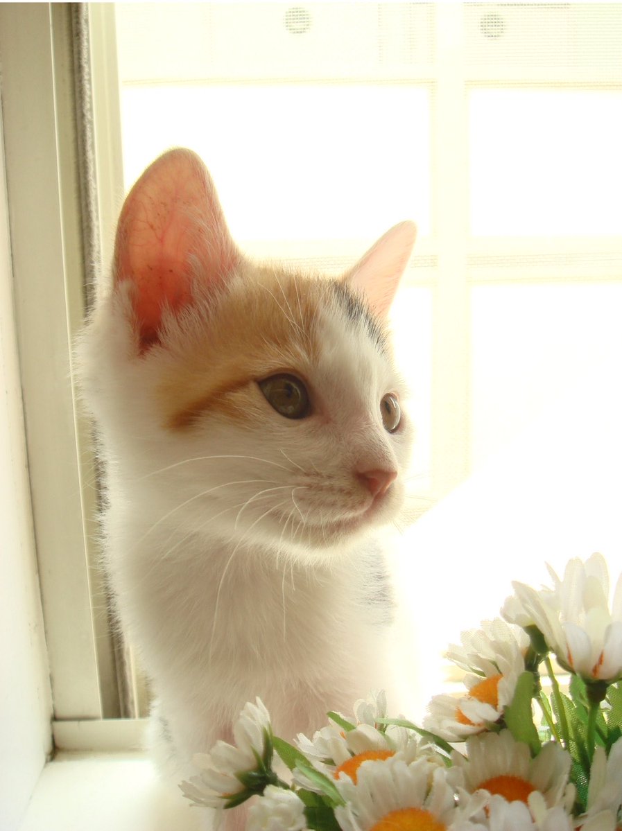 マメ Ｋ　病障害猫預かりボランティア tweet media