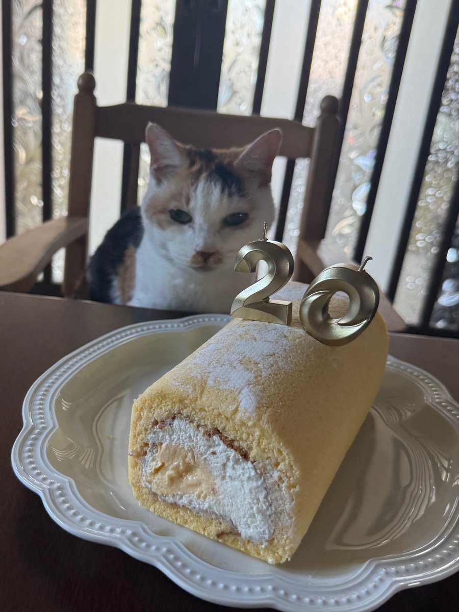 マメ Ｋ　病障害猫預かりボランティア tweet media