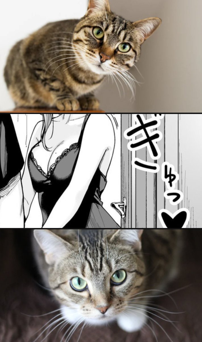 マドモアゼル tweet media