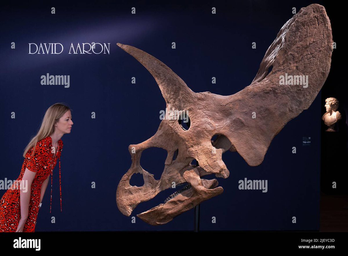 Collinson_C's tweet photo. @ARGAtheropodfan The frill, not to mention the rest of the skull, is a poorly reconstructed mess of mostly plaster and cardboard. It could be Torosaurus, but there’s literally no reason to believe it is. No Torosaurus has a distal squamosal that deep, for starters. https://t.co/yiQEnyYuPl