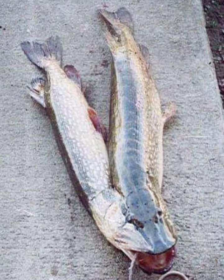 Le Front de Libération des Pêcheurs tweet media