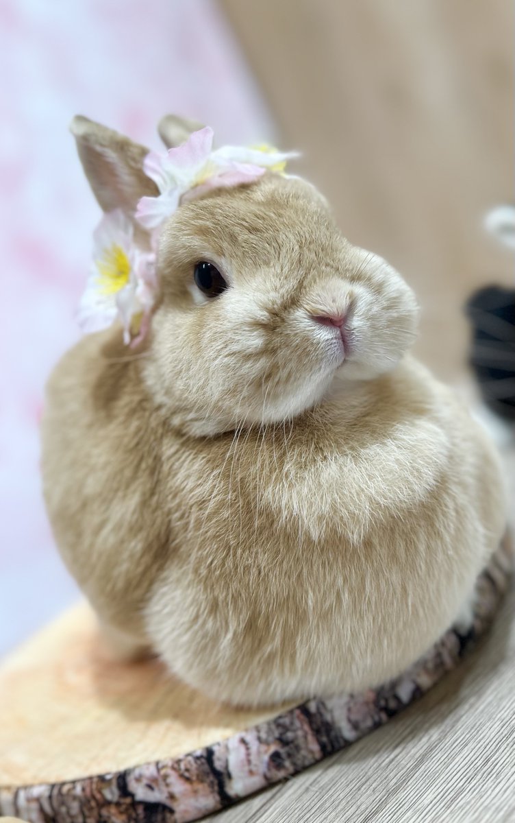 成田ゆめ牧場のゆめこちゃん tweet media