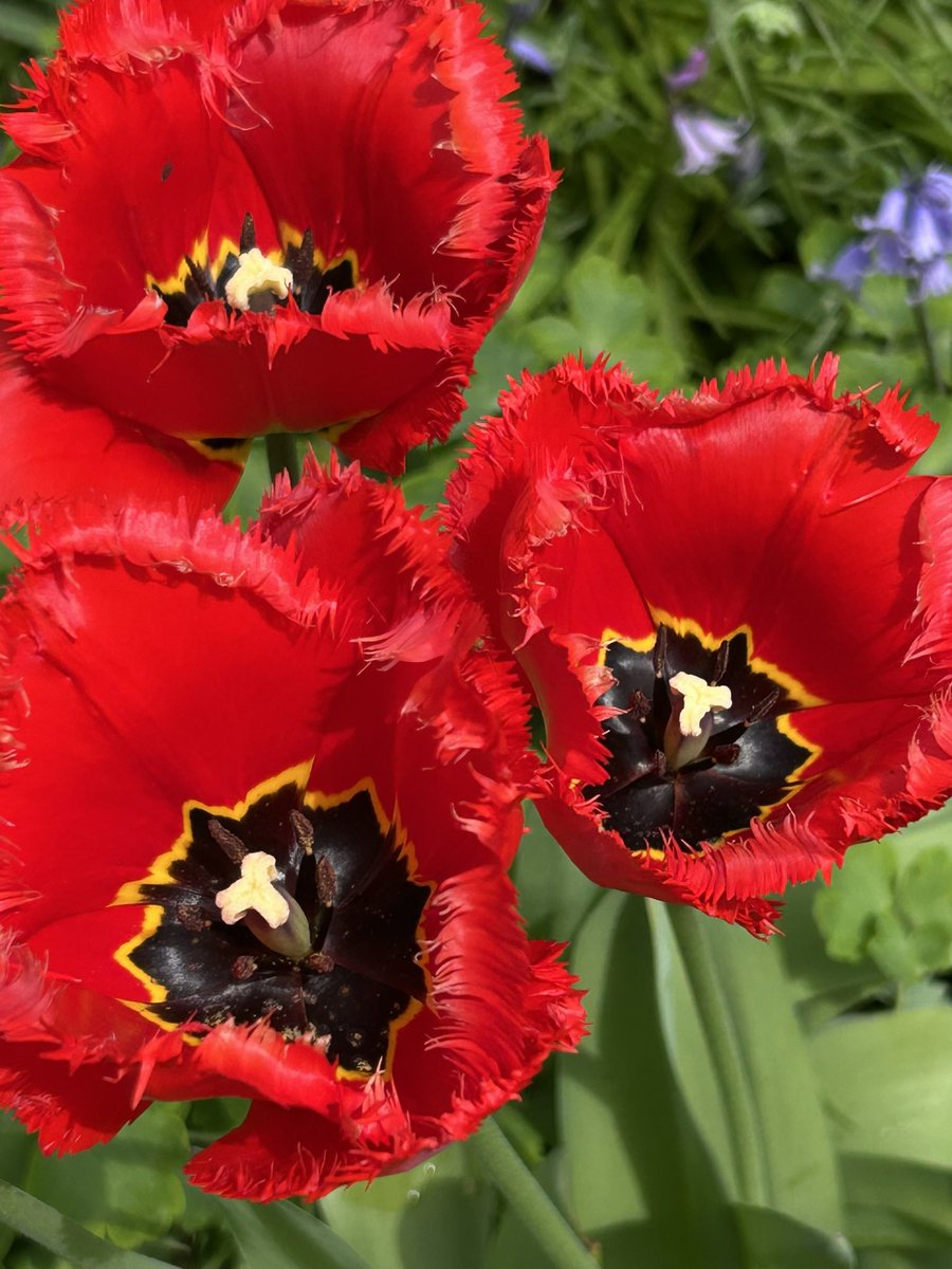 Vixyl's tweet image. Morning 👋 It’s cloudy but mild, eviction day for some dahlias in the greenhouse 😂 Loving the frilly edge on these tulips ❤️ Happy Wednesday folks, have a good un 😊🌸🌿

#flowers #gardening #tulips