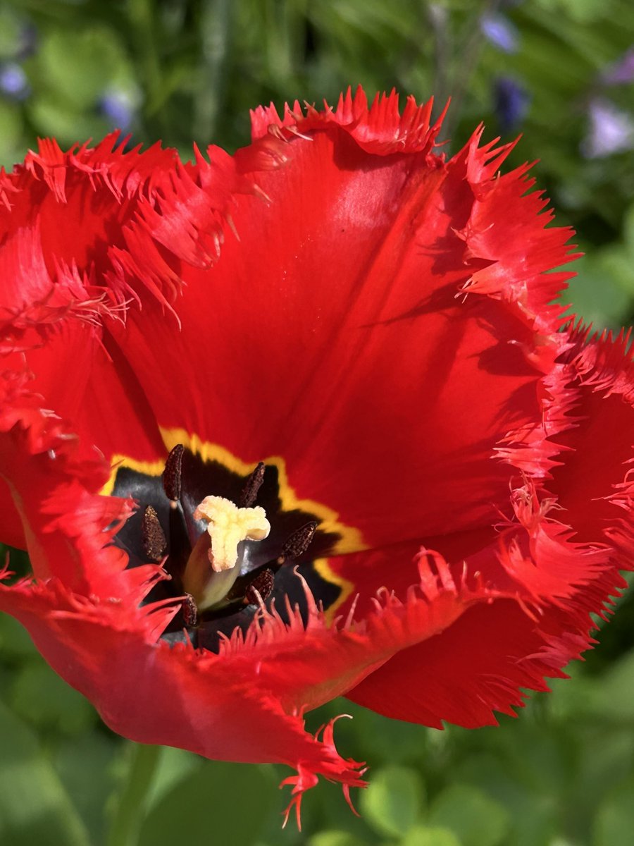 Vixyl's tweet image. Morning 👋 It’s cloudy but mild, eviction day for some dahlias in the greenhouse 😂 Loving the frilly edge on these tulips ❤️ Happy Wednesday folks, have a good un 😊🌸🌿

#flowers #gardening #tulips