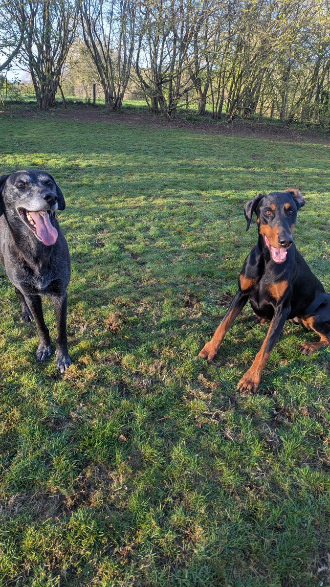 NotBadForHerAge's tweet image. Good morning everyone. #Damson and #Fred are both full of the joys of spring today (and everyday!) Have a wonderful day, whatever you're doing 😊🐾🐾