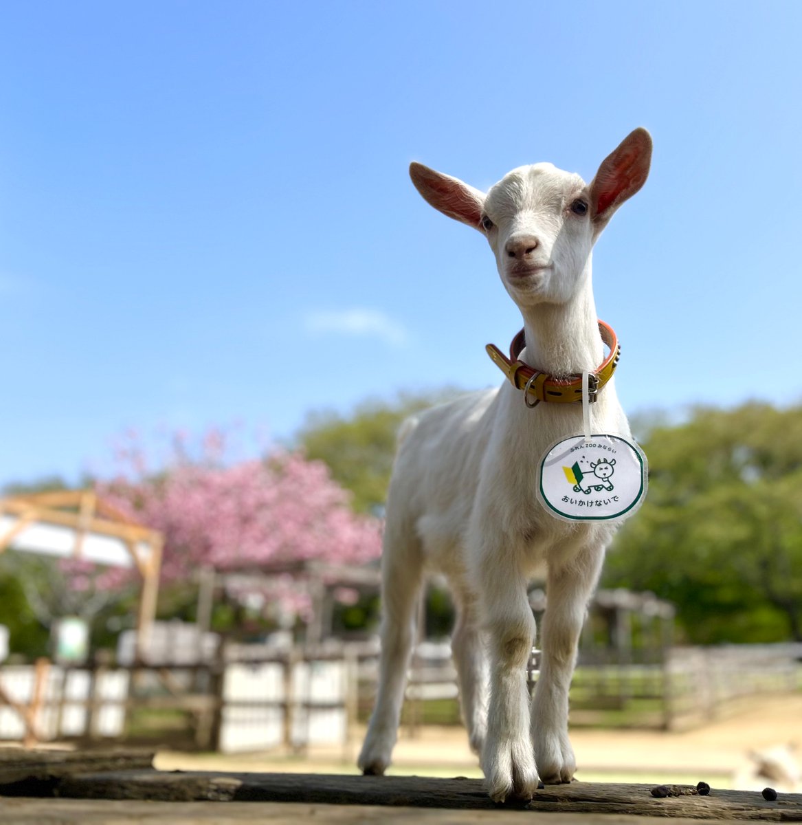 成田ゆめ牧場のゆめこちゃん tweet media