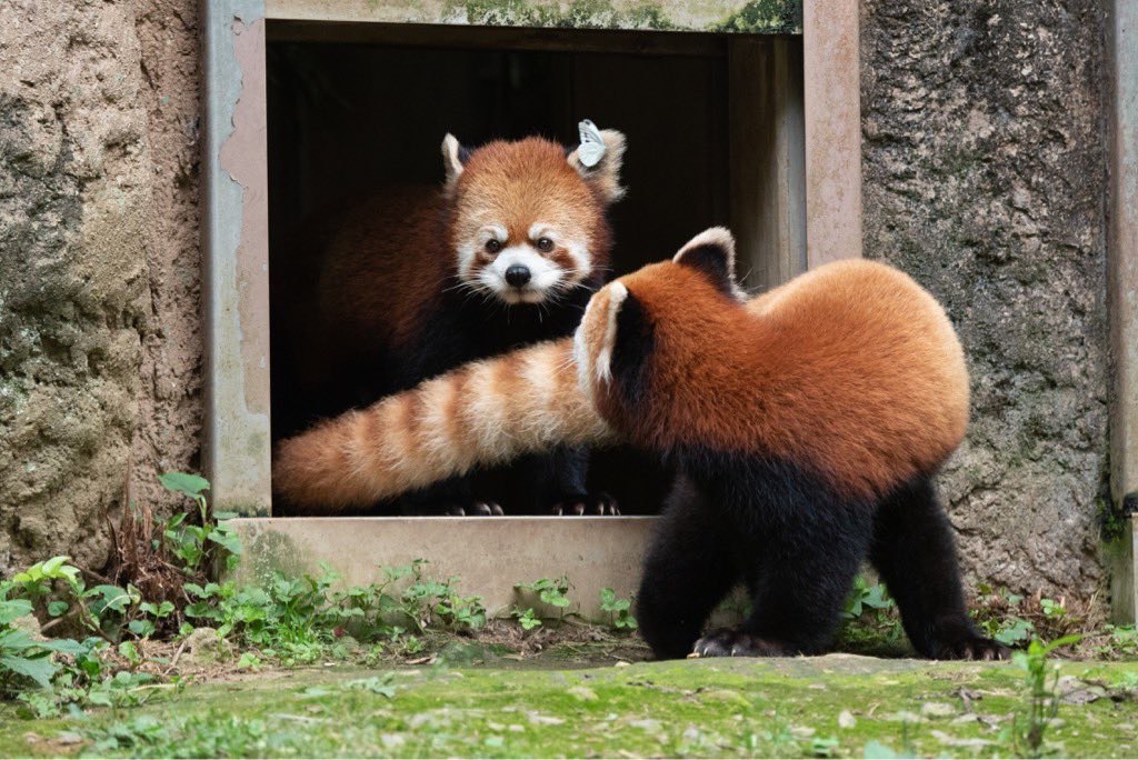 Hourly Wah (Red Panda) tweet media