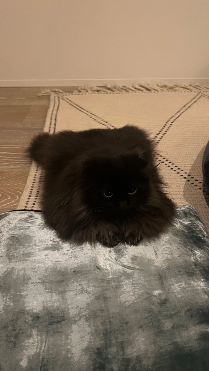 ねこさん🦉元保護猫フクロウ tweet media