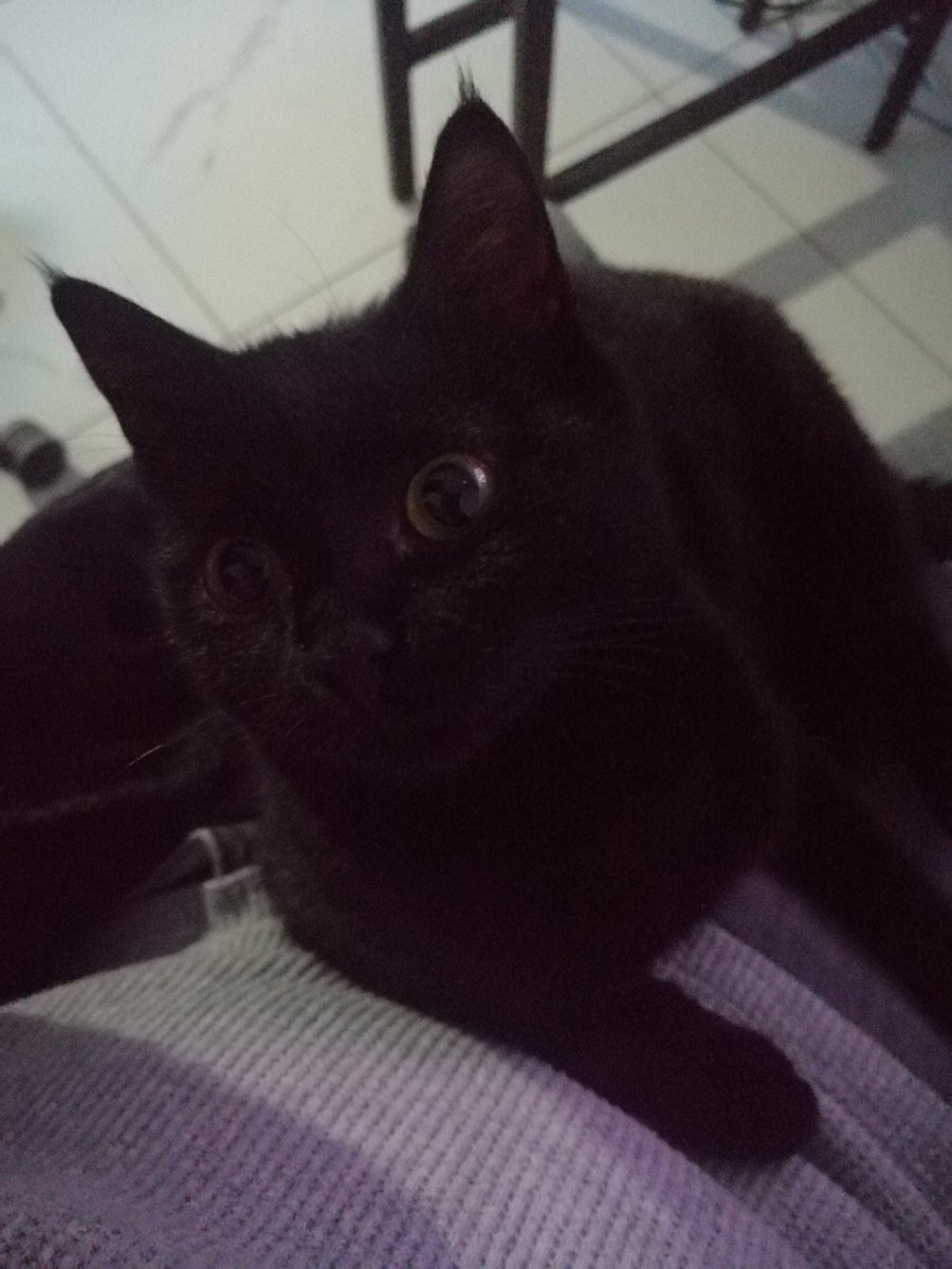 Kedilerin bile garibanı var..