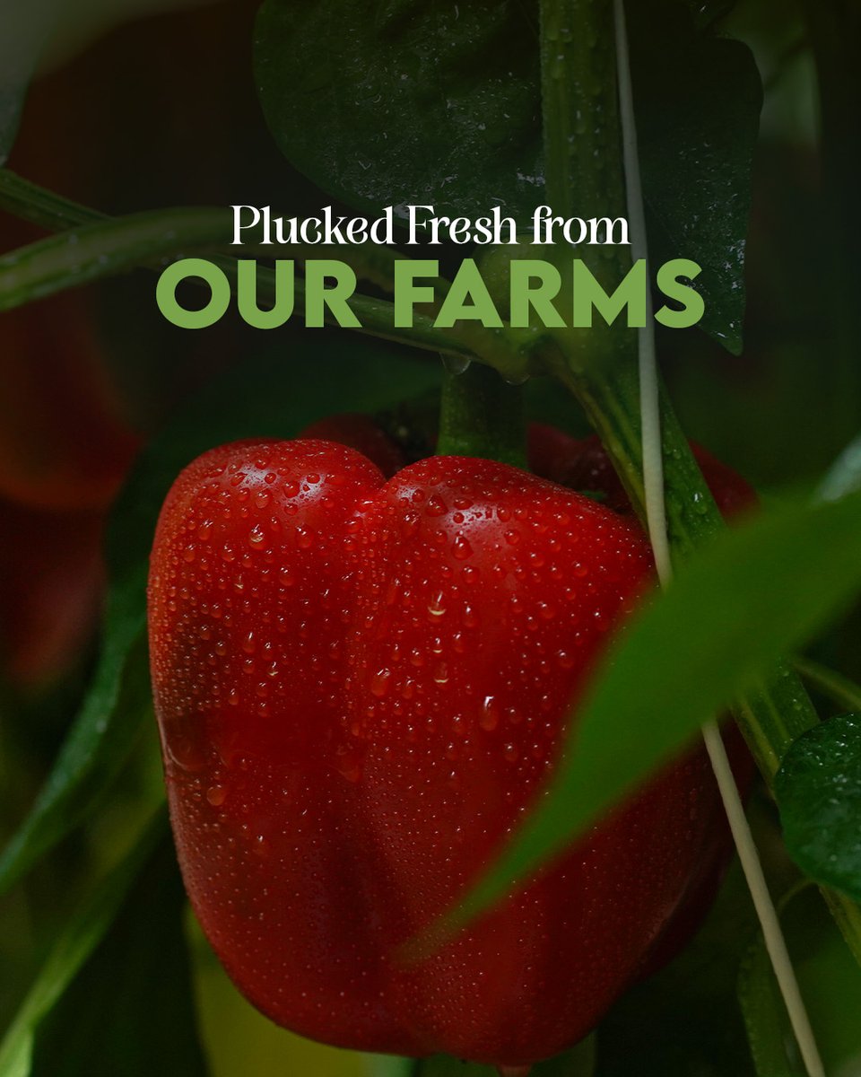 MountKarol's tweet image. From the quiet orchards in the hills to your everyday breakfast, our jelly goes through a journey that’s slow, simple, and full of care.

No shortcuts, no rush… just good flavour in every jar.

That’s the journey of our jelly ❤️
.
.
#FromFarmToJar #RealFruit #SmallBatch