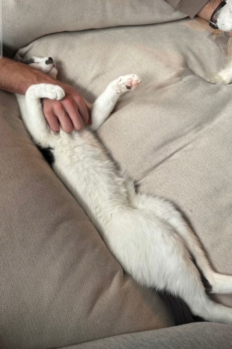 maxn_200's tweet photo. Regardez il préfère carresser les animaux que moi, mais c'est moi qui est besoin d'être caressée, c'est une autre chatte qui doit l'être 🥵🥵 https://t.co/wWfYGN05dk
