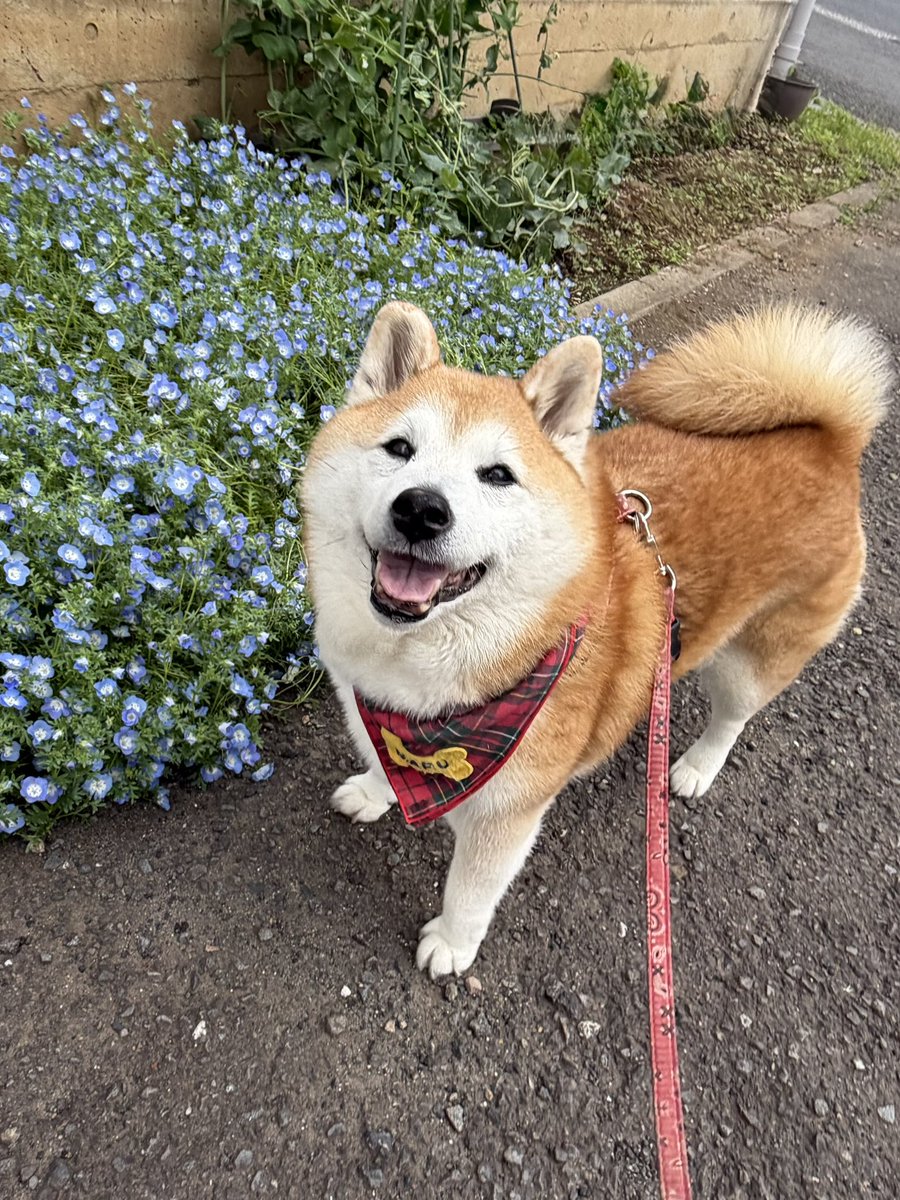 祥&柴犬のまるちゃん tweet media