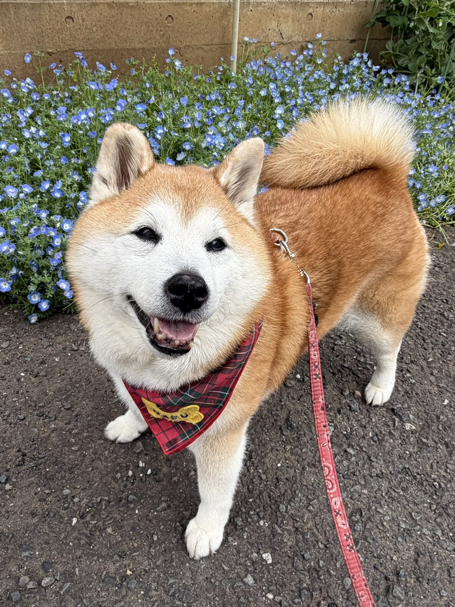 祥&柴犬のまるちゃん tweet media