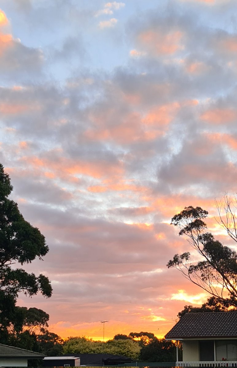 Red Fox (Fifi) tweet media