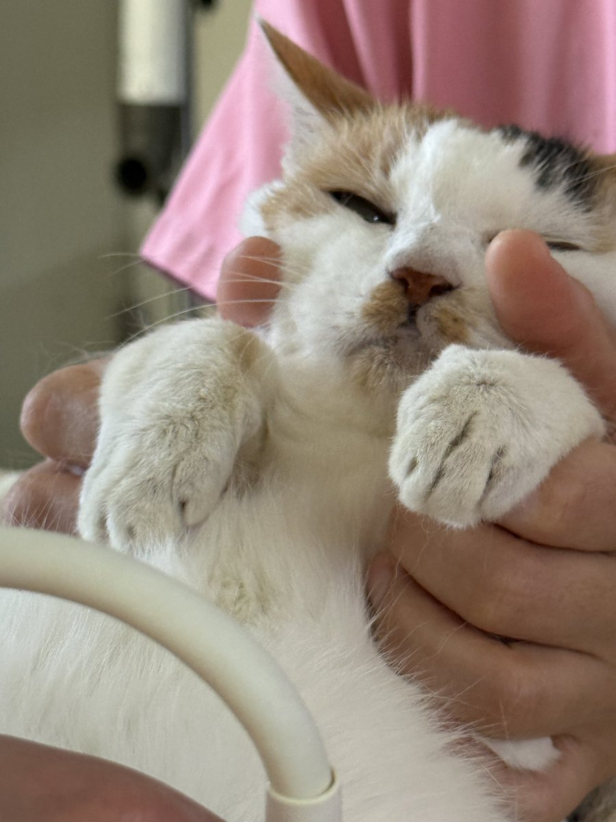 マメ Ｋ　病障害猫預かりボランティア tweet media