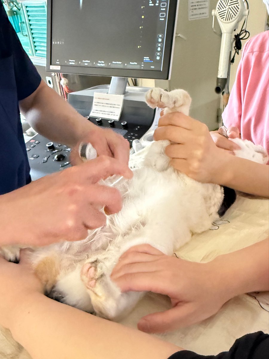 マメ Ｋ　病障害猫預かりボランティア tweet media