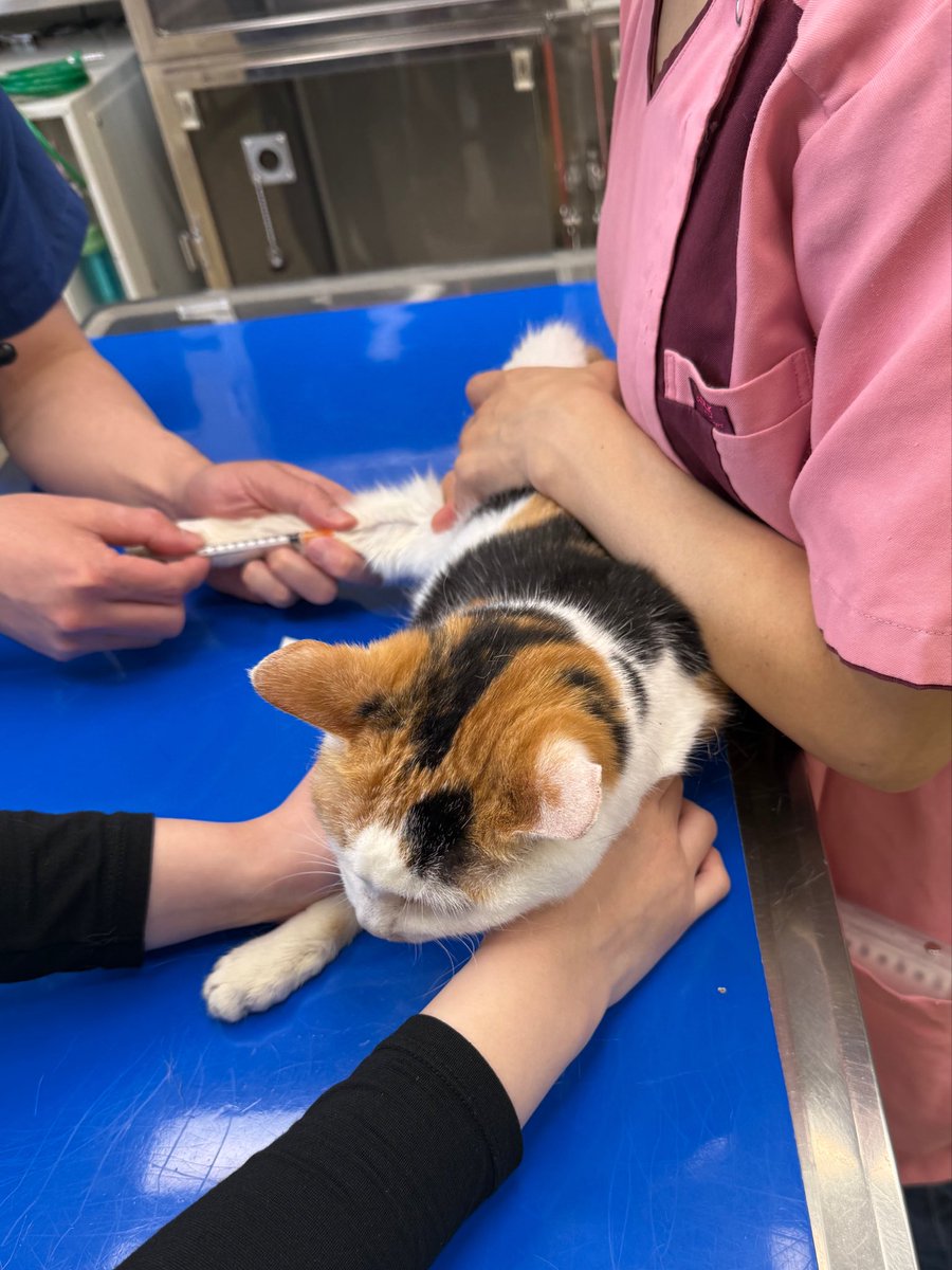 マメ Ｋ　病障害猫預かりボランティア tweet media