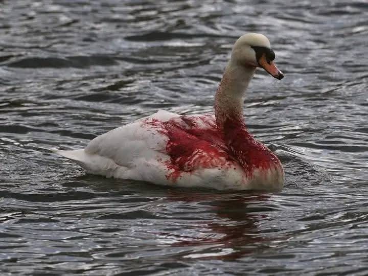 وردة الياسمين الدبلانة tweet media