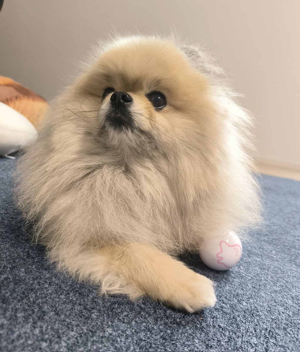ポメラニアン　ボス tweet media