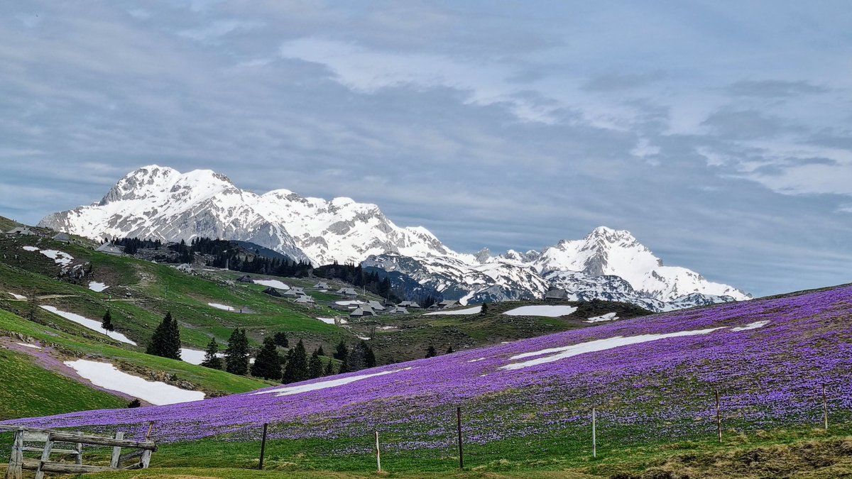 PostenaS's tweet photo. Purple magic💜
#velikaplanina# https://t.co/UsW8BLo9hn