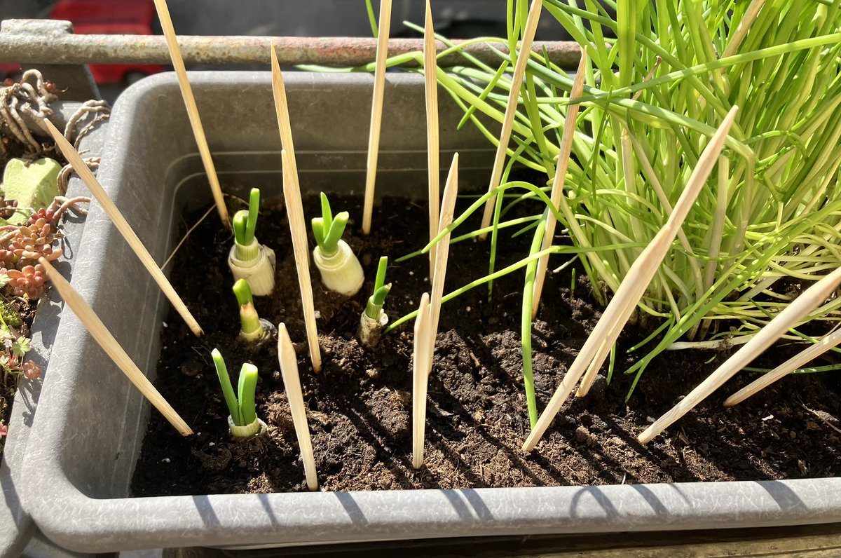 NoHealthNoFun's tweet image. #Spike trap to protect my regrowing project from pigeon attacks. 

P.S. Remember to wear a high-quality respie to protect yourself from year-round-circulating Covid