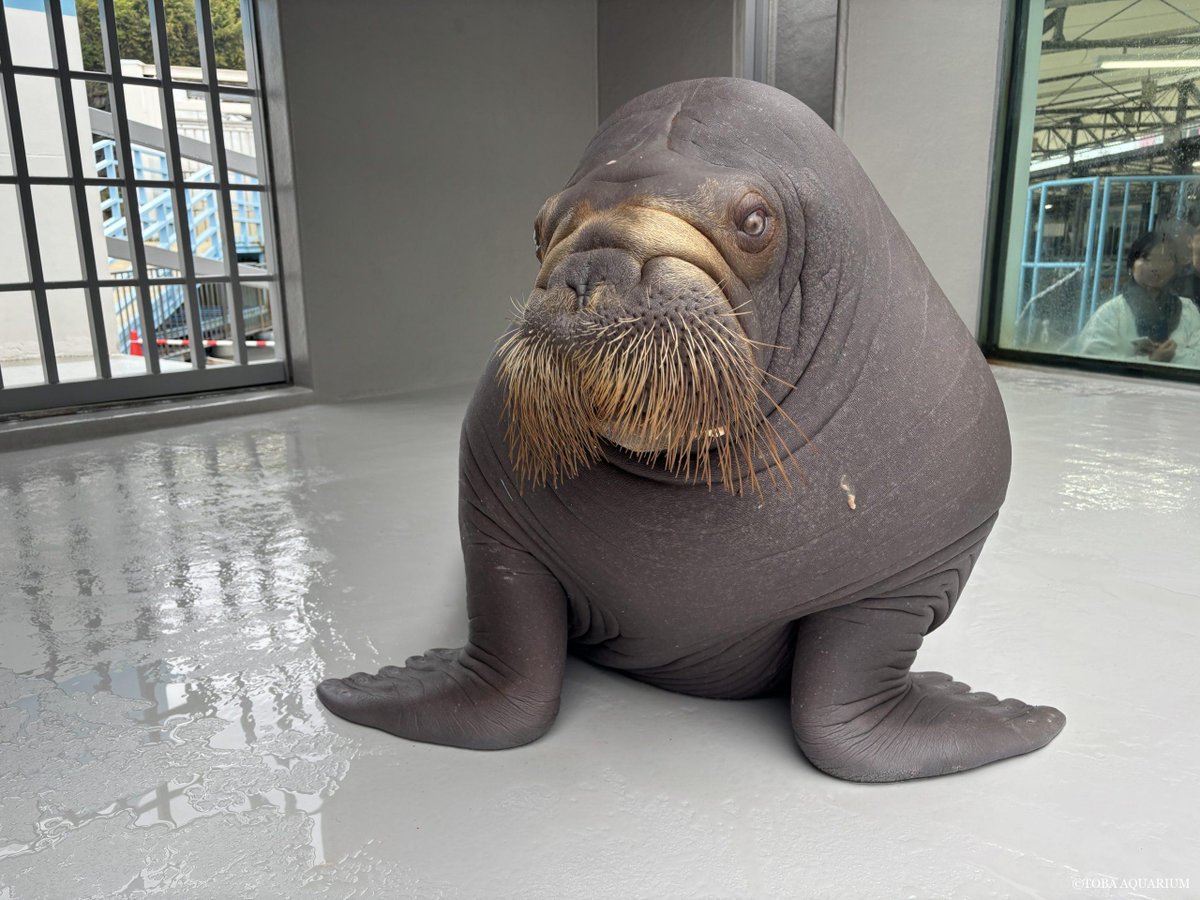 鳥羽水族館（TOBA AQUARIUM） tweet media