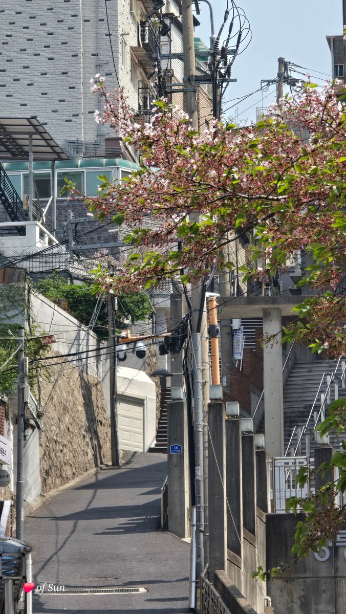 6032ky's tweet image. 벚꽃지는 봄자락~💕🌸

서울 골목길 ~ 정릉동 
#Seoul #street