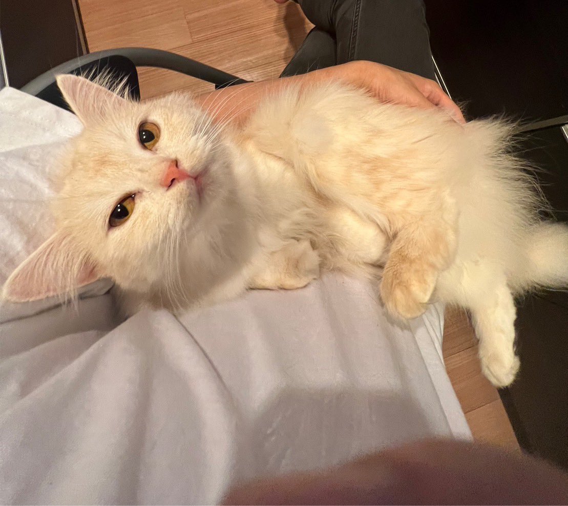 そらねこ そらねこ☁️🐈 (@skycat912) / Posts / X
