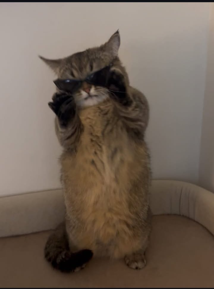 cat zoomies tweet media