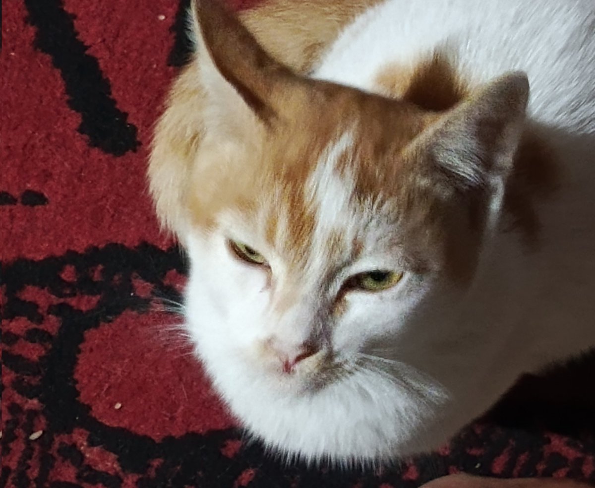 Prayanda Saputra tweet media