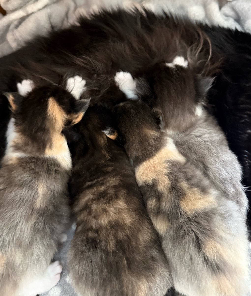 Fairy Cat Mother tweet media