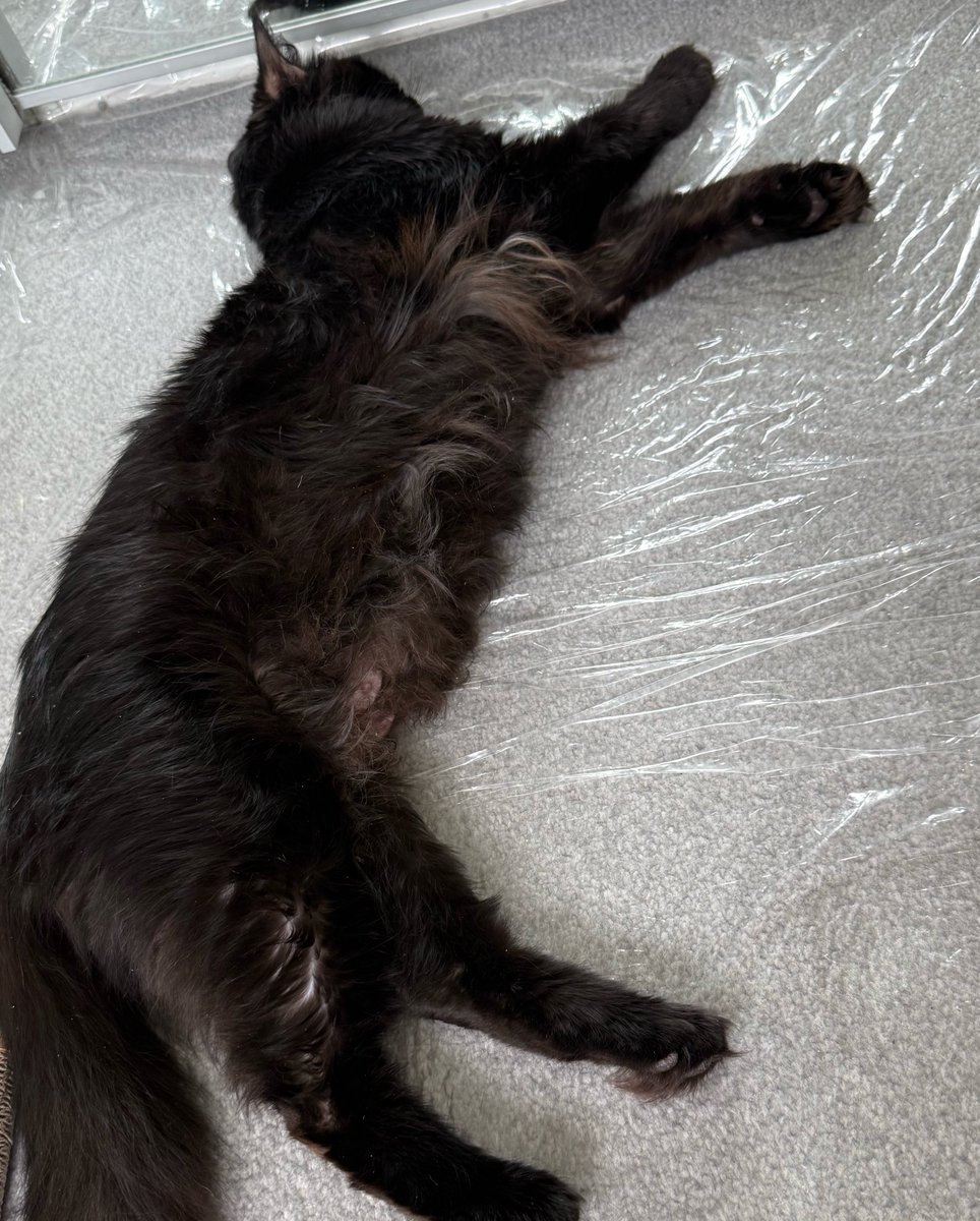 Fairy Cat Mother tweet media