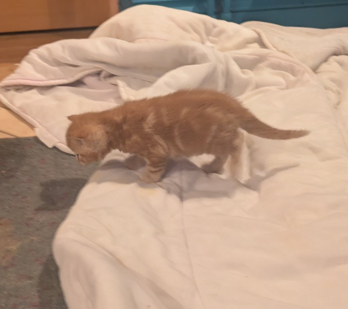 Kate (πᵗʰ ideal Willshaper) tweet media