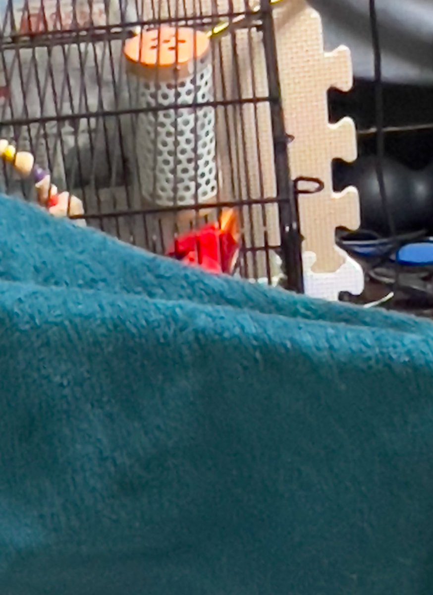 ハトマル tweet media