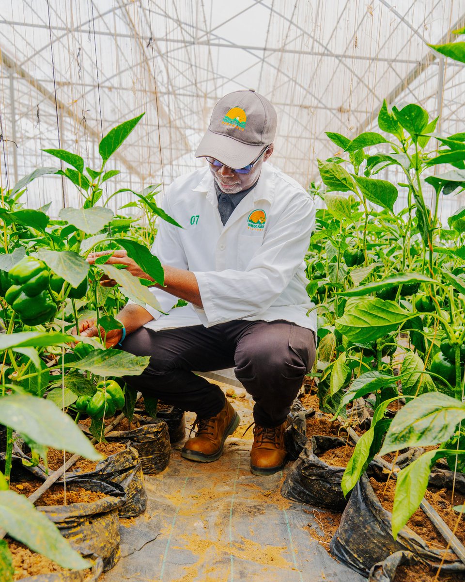 AderemiBanjoko's tweet image. Our greenhouse #bellpeppers production is all about control—temperature, humidity &amp;amp; nutrients. Protected from harsh weather &amp;amp; pests, every plant thrives in a controlled environment designed for maximum yield &amp;amp; consistent quality. #RwoT #GreenhouseFarming #SustainableAgriculture