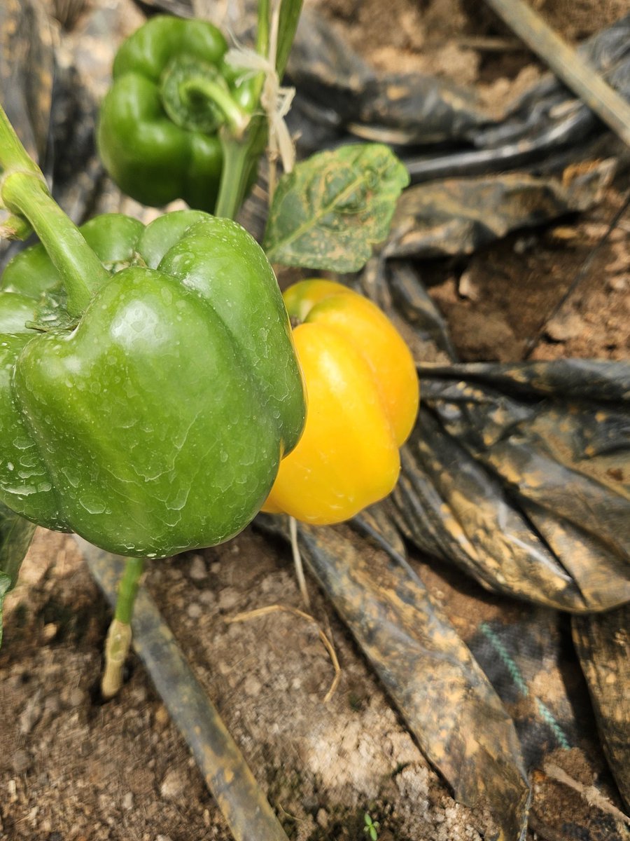 AderemiBanjoko's tweet image. Our greenhouse #bellpeppers production is all about control—temperature, humidity &amp;amp; nutrients. Protected from harsh weather &amp;amp; pests, every plant thrives in a controlled environment designed for maximum yield &amp;amp; consistent quality. #RwoT #GreenhouseFarming #SustainableAgriculture