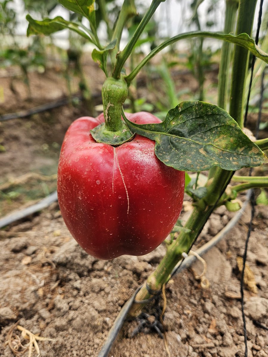 AderemiBanjoko's tweet image. Our greenhouse #bellpeppers production is all about control—temperature, humidity &amp;amp; nutrients. Protected from harsh weather &amp;amp; pests, every plant thrives in a controlled environment designed for maximum yield &amp;amp; consistent quality. #RwoT #GreenhouseFarming #SustainableAgriculture