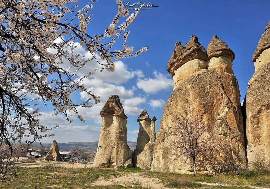Serpil Özgür tweet media