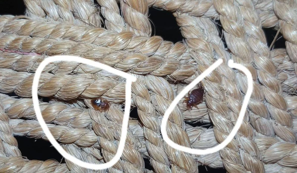 iram shahzadi(ارم رائے) tweet media